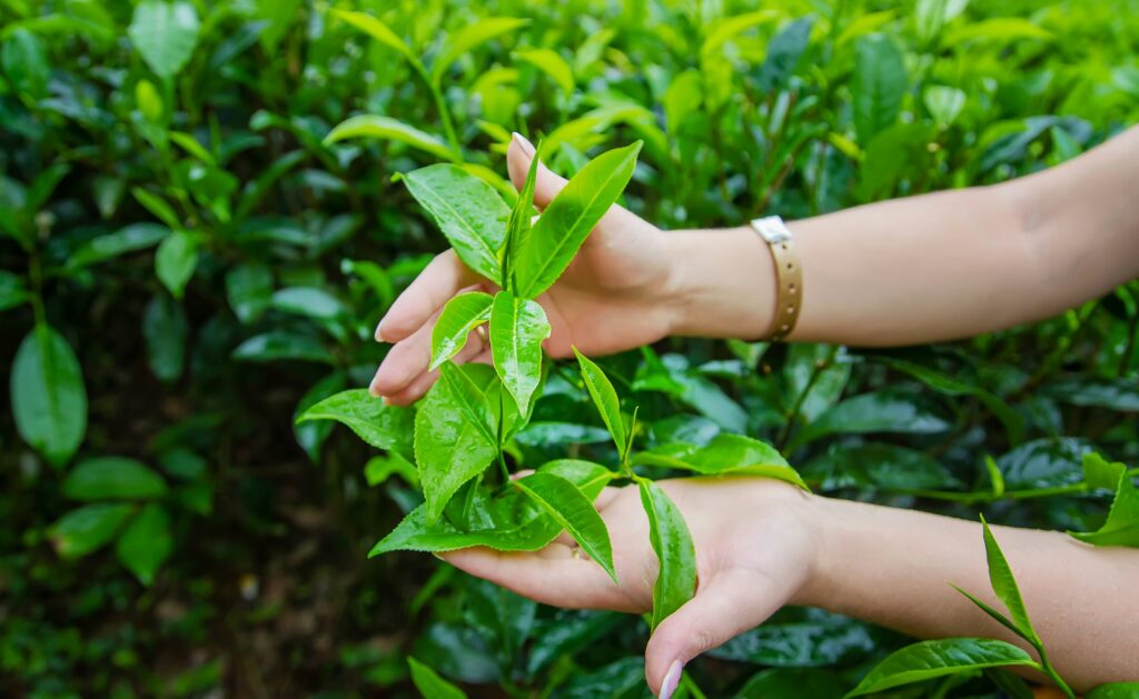 Tea growing on tea plantations in Sri Lanka. Selective focus.