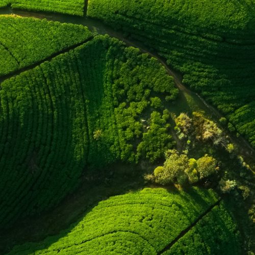 Aerial Top View of Tea Plantation Nature Background in Morning Light