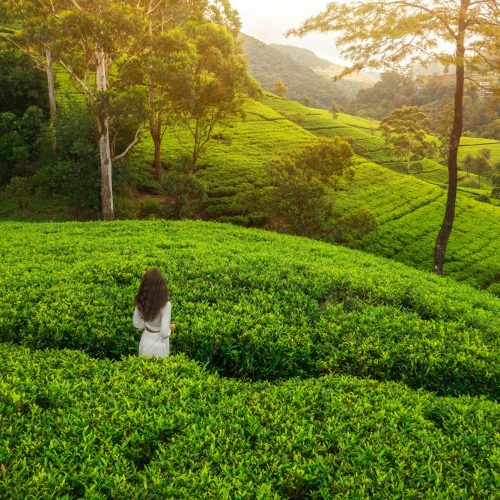 Cinematic Aerial Drone Shot of Green Tea Terraces in Mountains with Woman Traveler in Nuwara Eliya