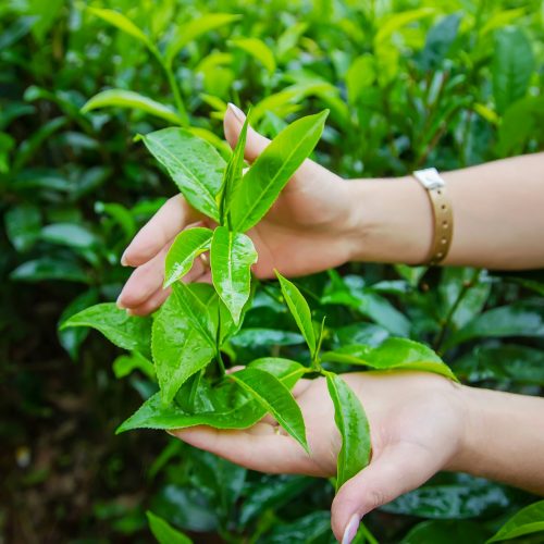 Tea growing on tea plantations in Sri Lanka. Selective focus.