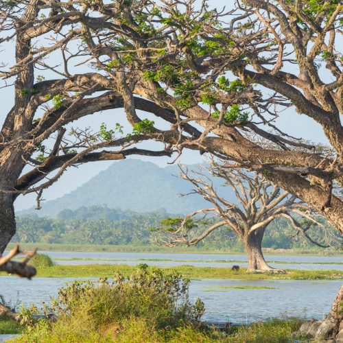 Trees on Sri Lanka